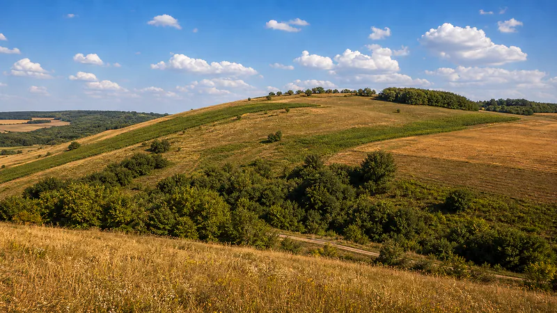 Dealul Tâncău