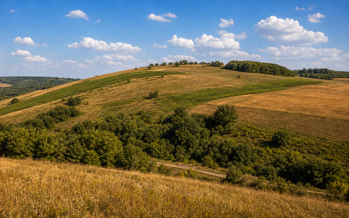 Dealul Tâncău