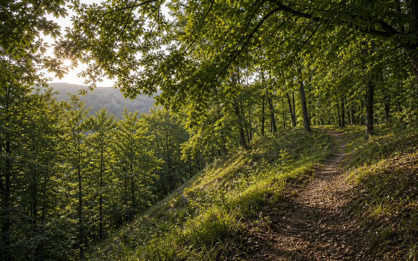 Dealul Veverița