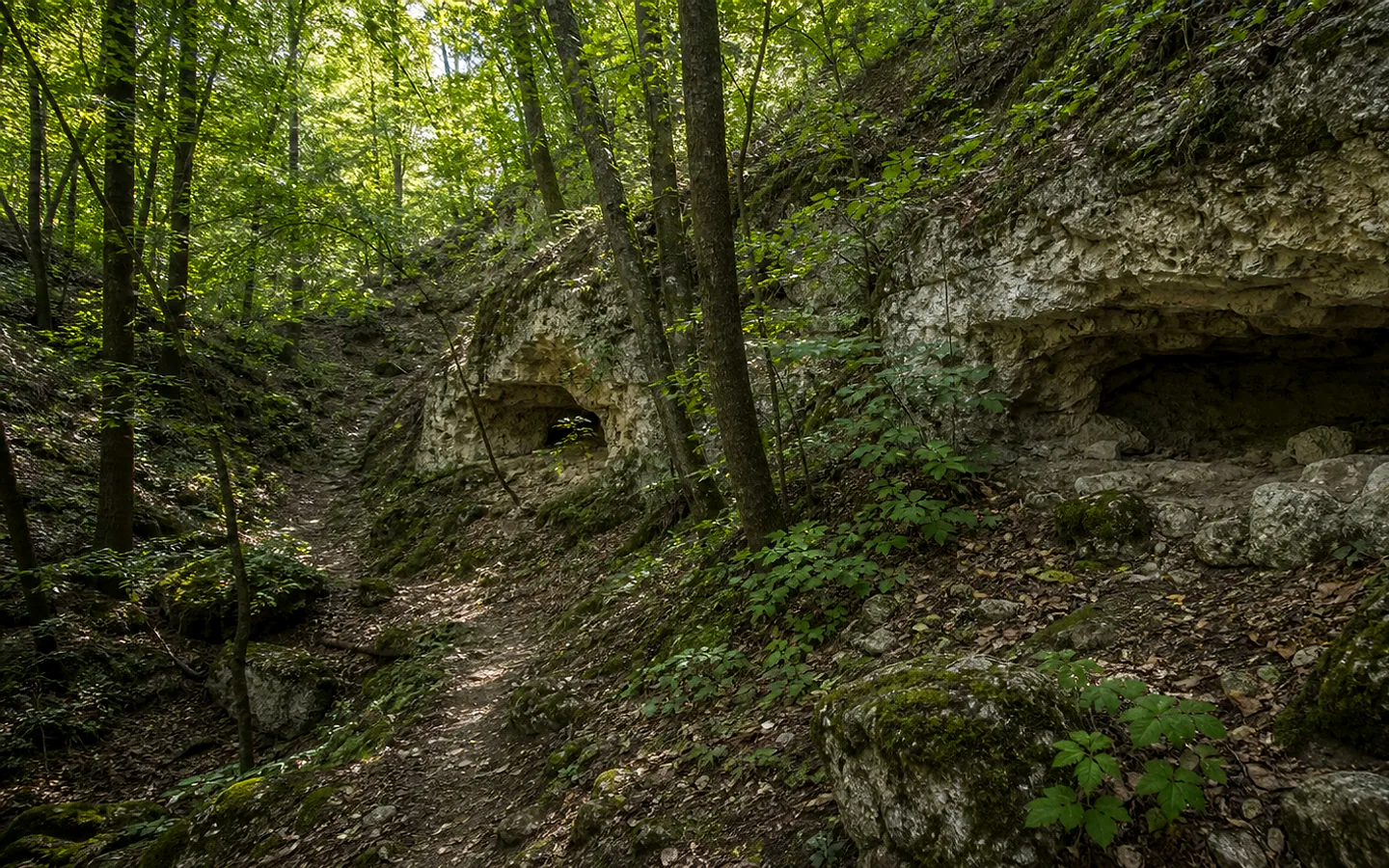 Grote, Roșietici