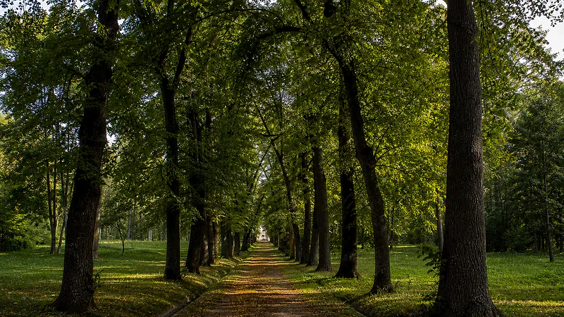 Лесопарк Цауль, Дондюшень