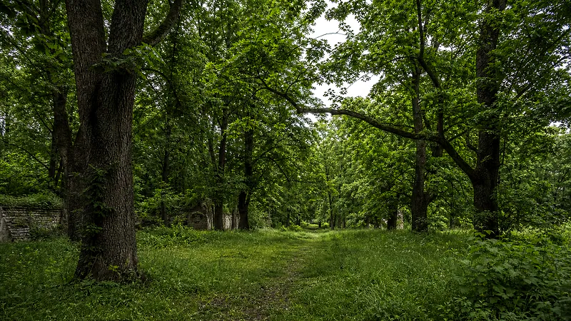 Парк и поместье в селе Куболта, Сынджерей