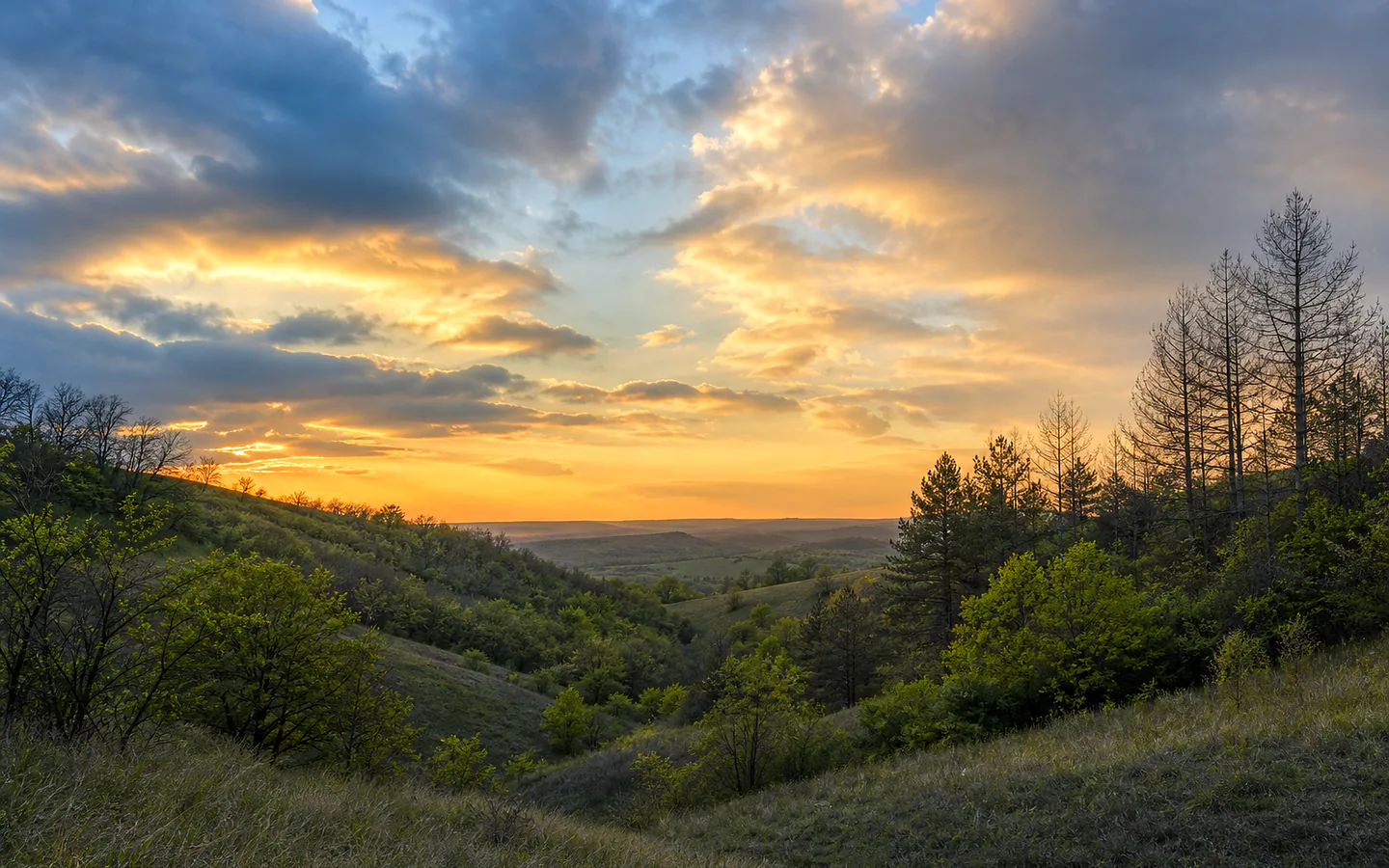 Rezervația naturală „Molești–Răzeni”