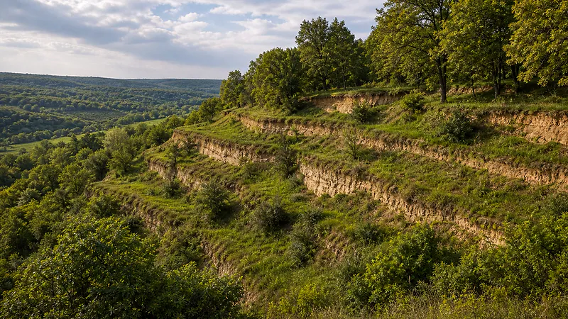 Terasa levantină din zona codrilor