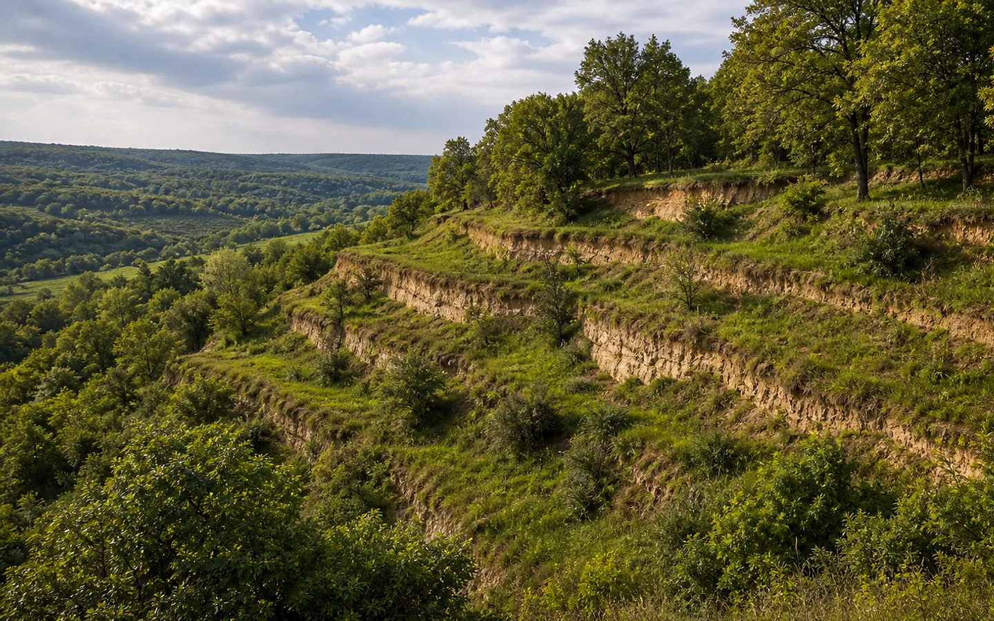 Terasa levantină din zona codrilor